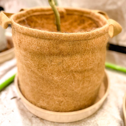 12" Bamboo Fiber Plant Saucer