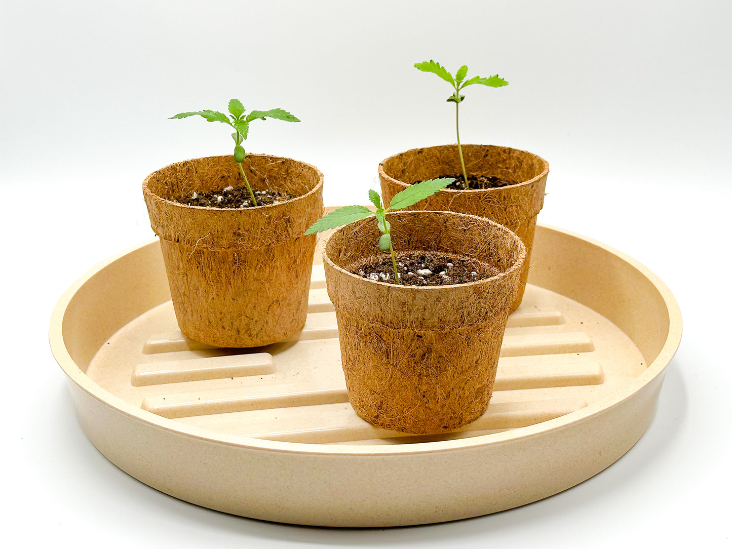 Coco Coir Pot for Seeds & Clones- Circular Design