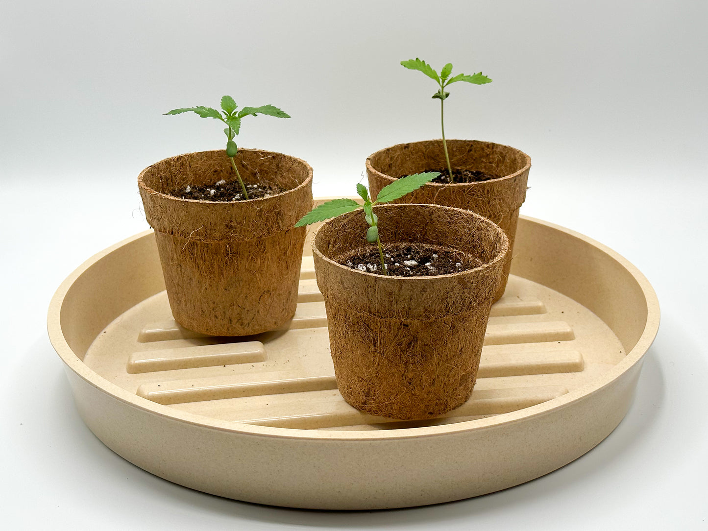 Circular Coco Coir Seedling Pot