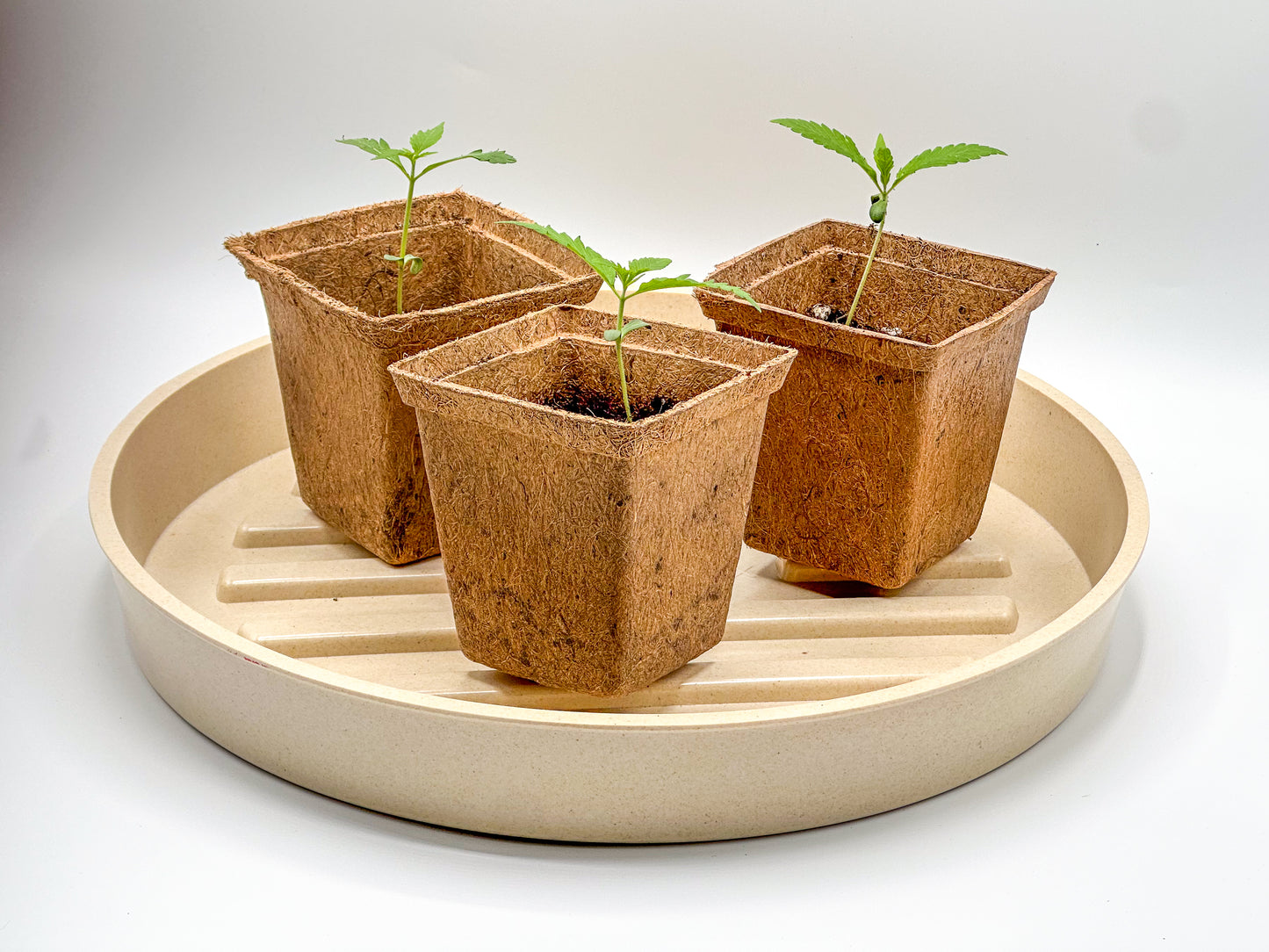 Square Coco Coir Seedling Pot
