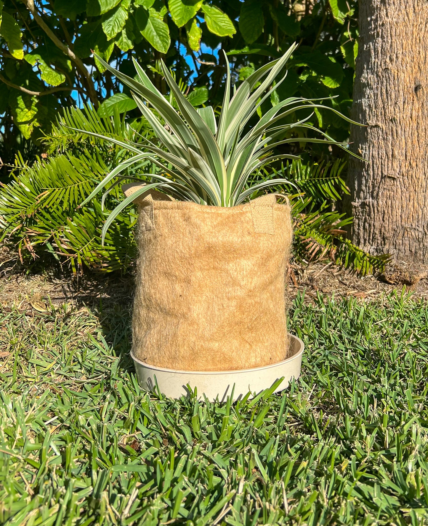 Jute Non-Woven Pot - 5 Gallon