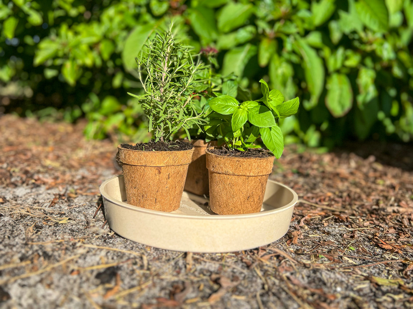 Coco Coir Pot for Seeds & Clones- Circular Design