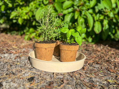 Coco Coir Pot for Seeds & Clones- Circular Design