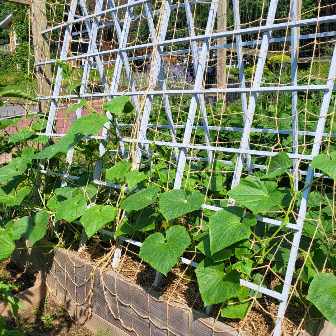 5' x 15' Jute Trellis Net